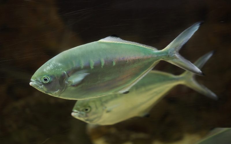 Beach Fishing for Beginners - Pompano