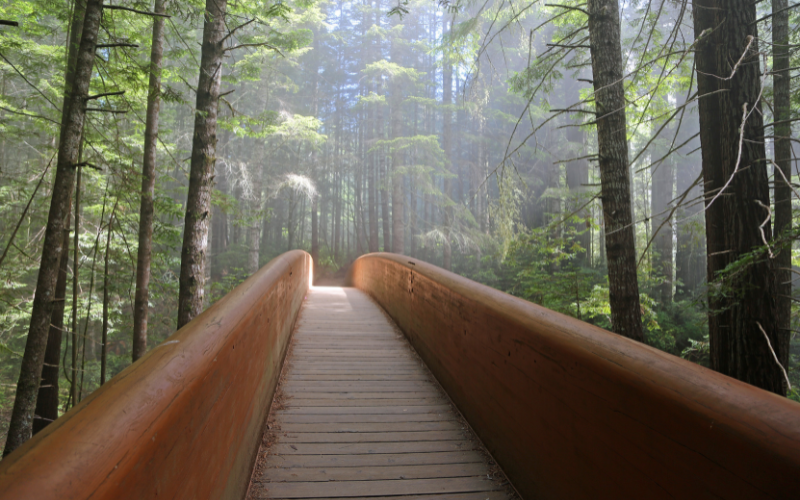 Best Hiking Trails - Lady Bird Johnson Grove - Jedediah Smith Redwoods State Park