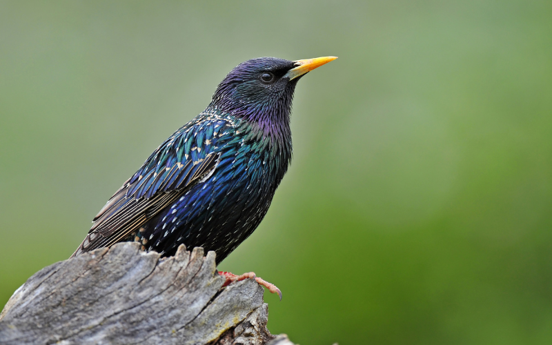 Birdwatching - Identifying Common Birds