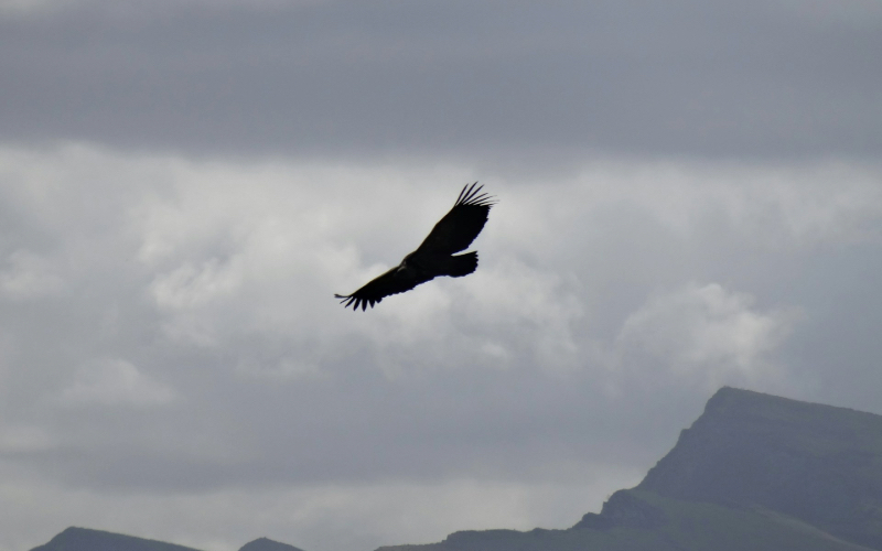 Scottish Highlands Birding